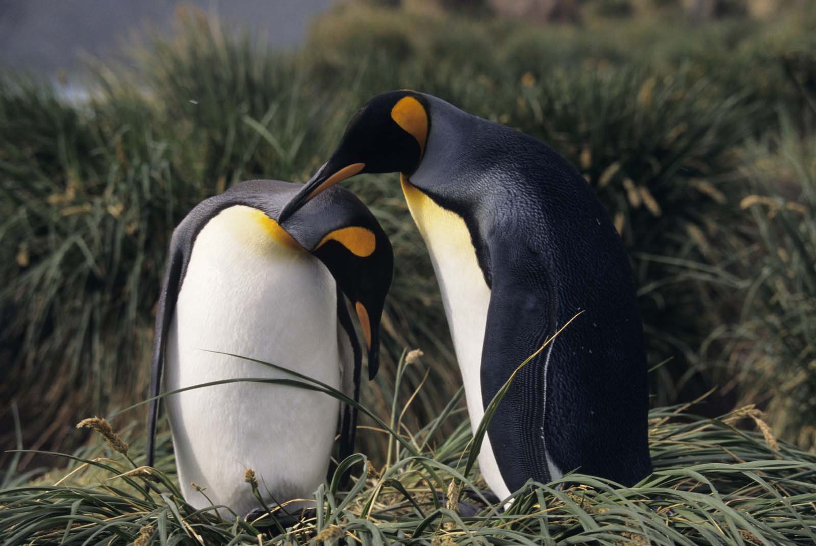 King penguin courtship | Antarctic