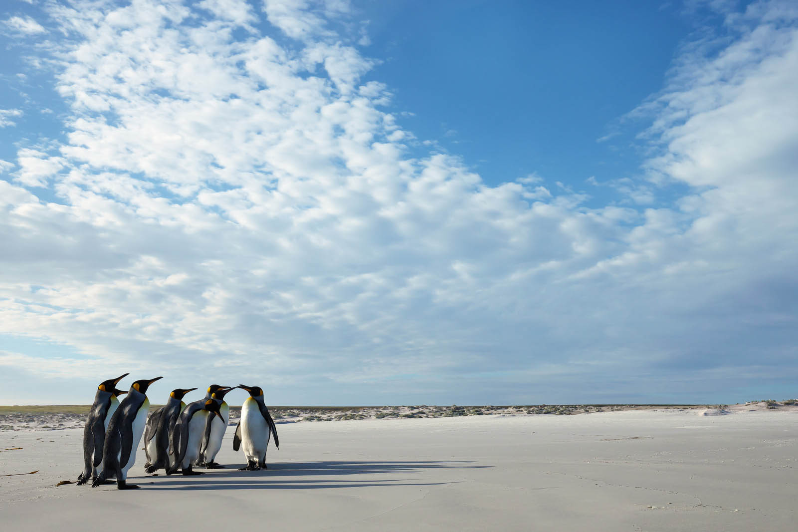 King Penguins on a sandy beach | Falkland Islands