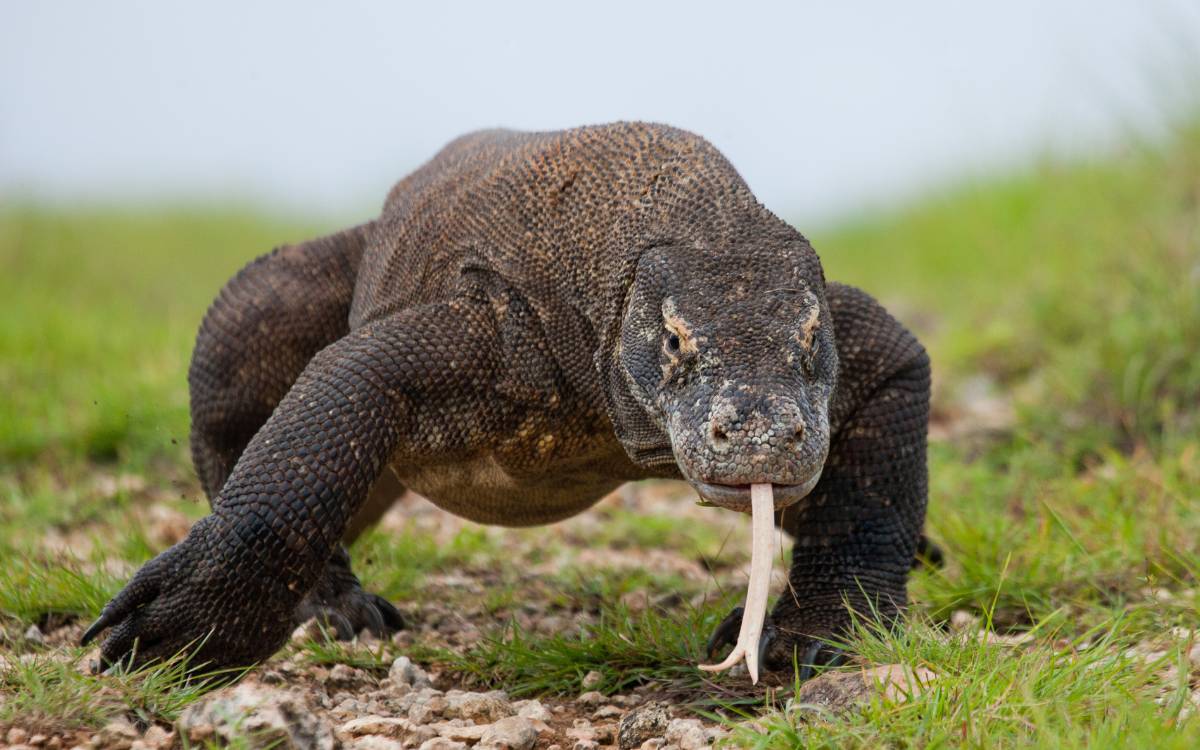Komodo Dragon