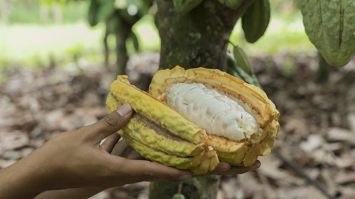 Cacao Eccuador