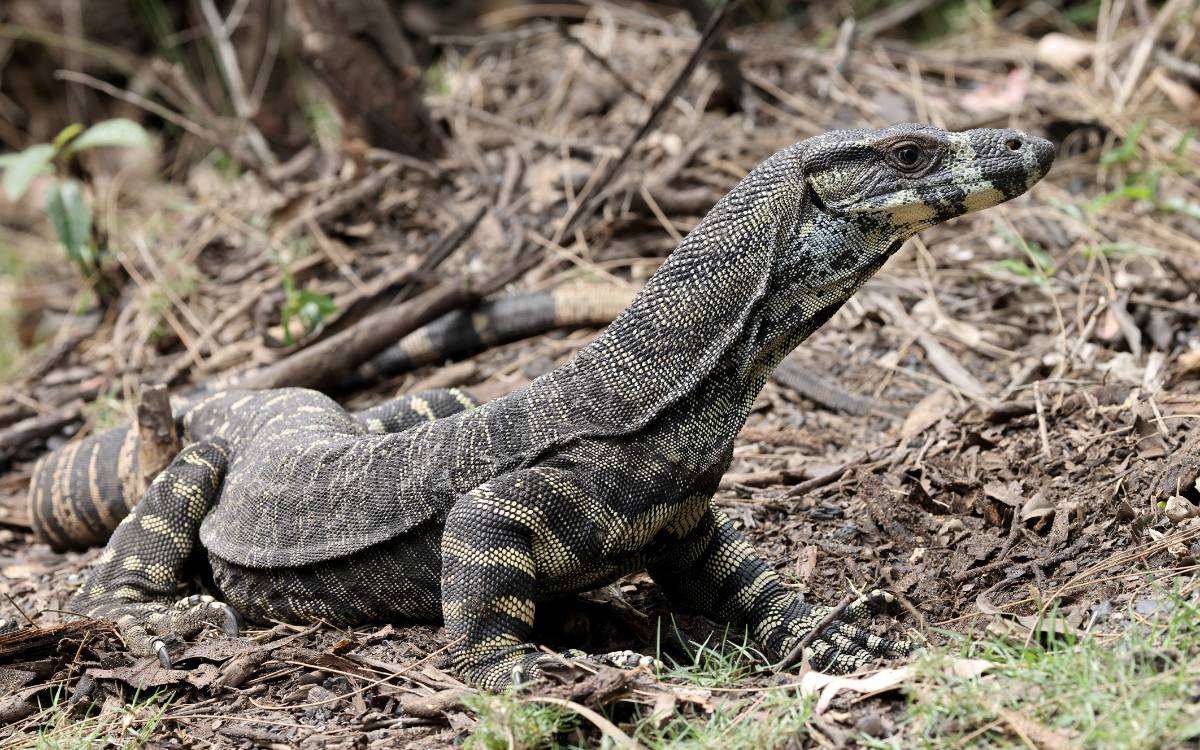 Lace Monitor