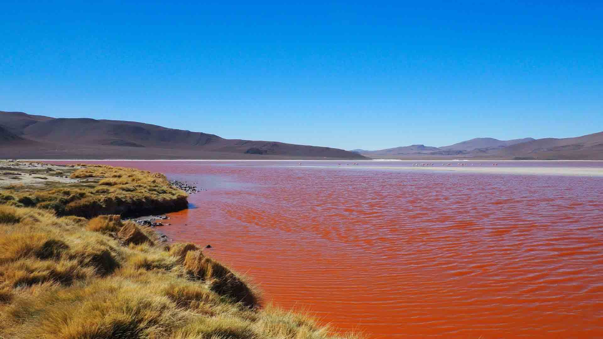 Laguna Colorada | Uyuni