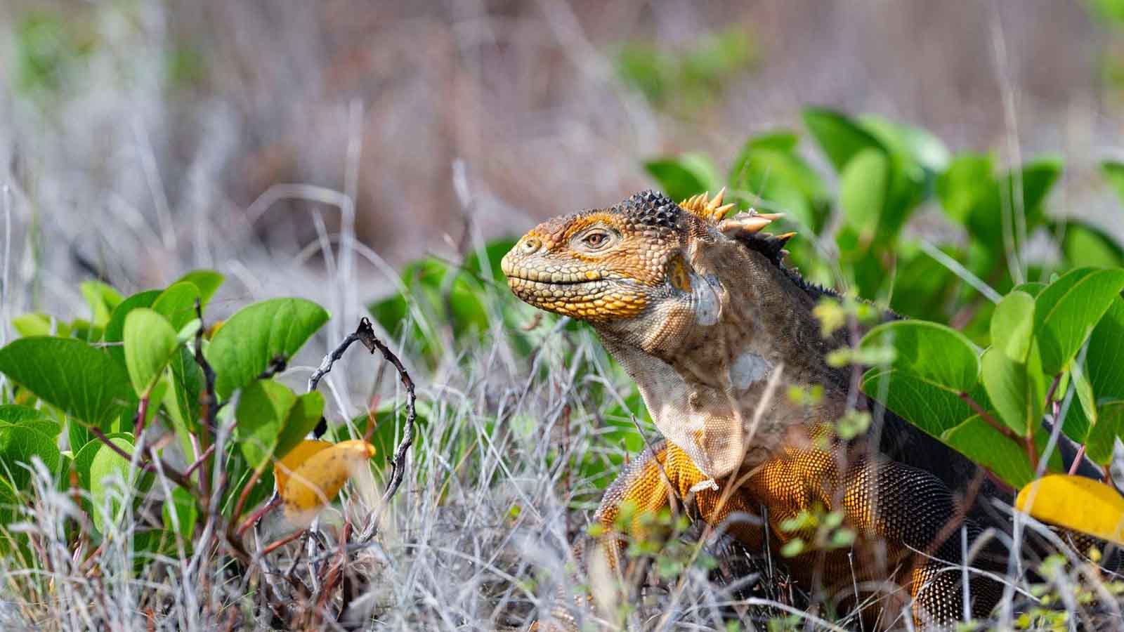 Galapagos Land Iguanas