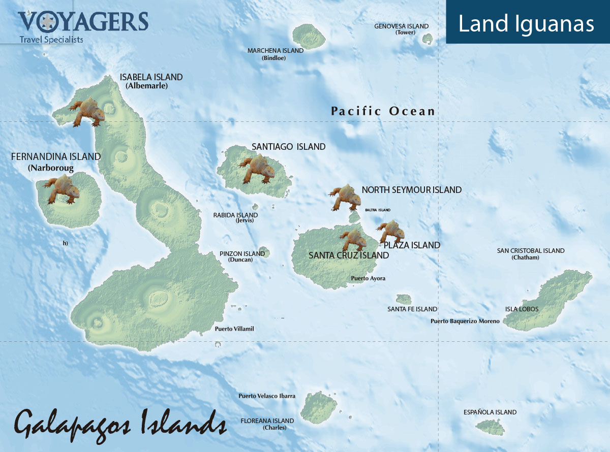 Land Iguana Galapagos Map