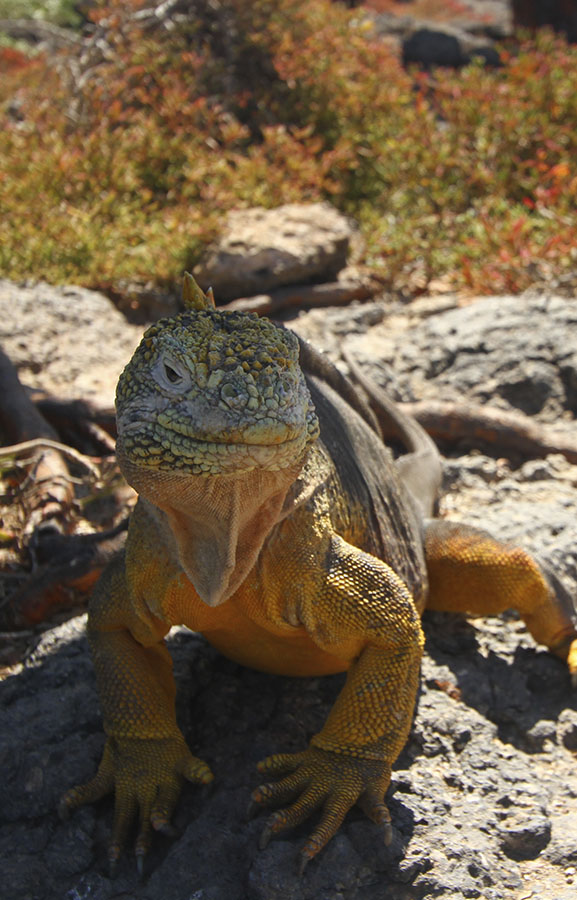 Land Iguana Santa Fe Island