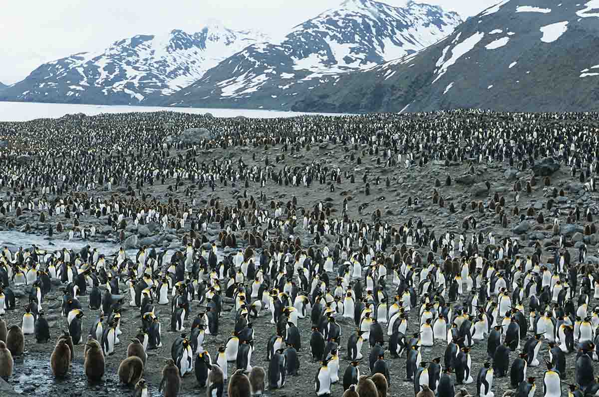 travel route to antarctica Penguins at South Georgia
