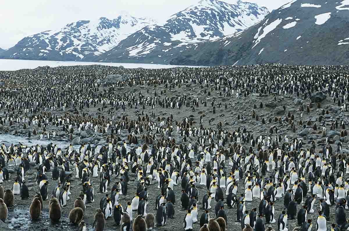 Penguins at South Georgia