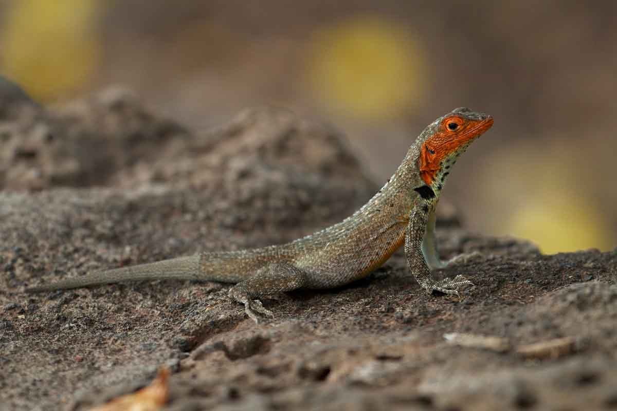 Galapagos Lava Lizard