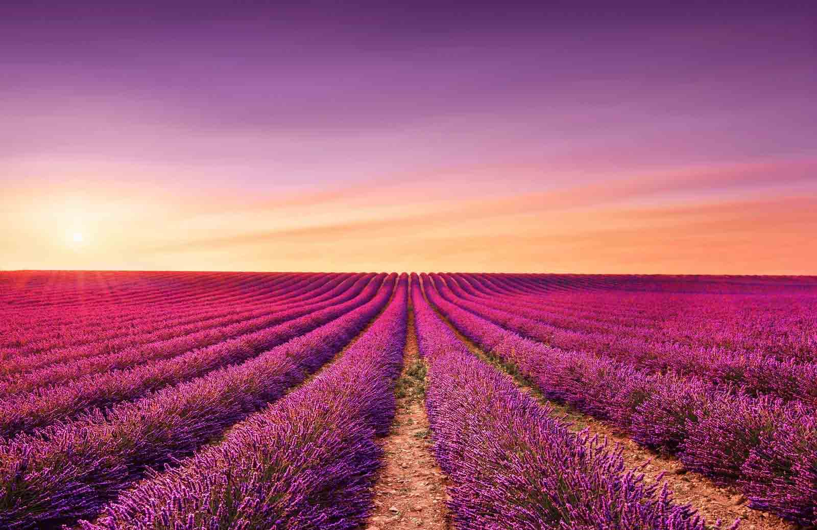 Lavender Fields, Provence – France