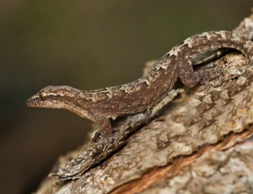 Galapagos Leaf-toed gecko