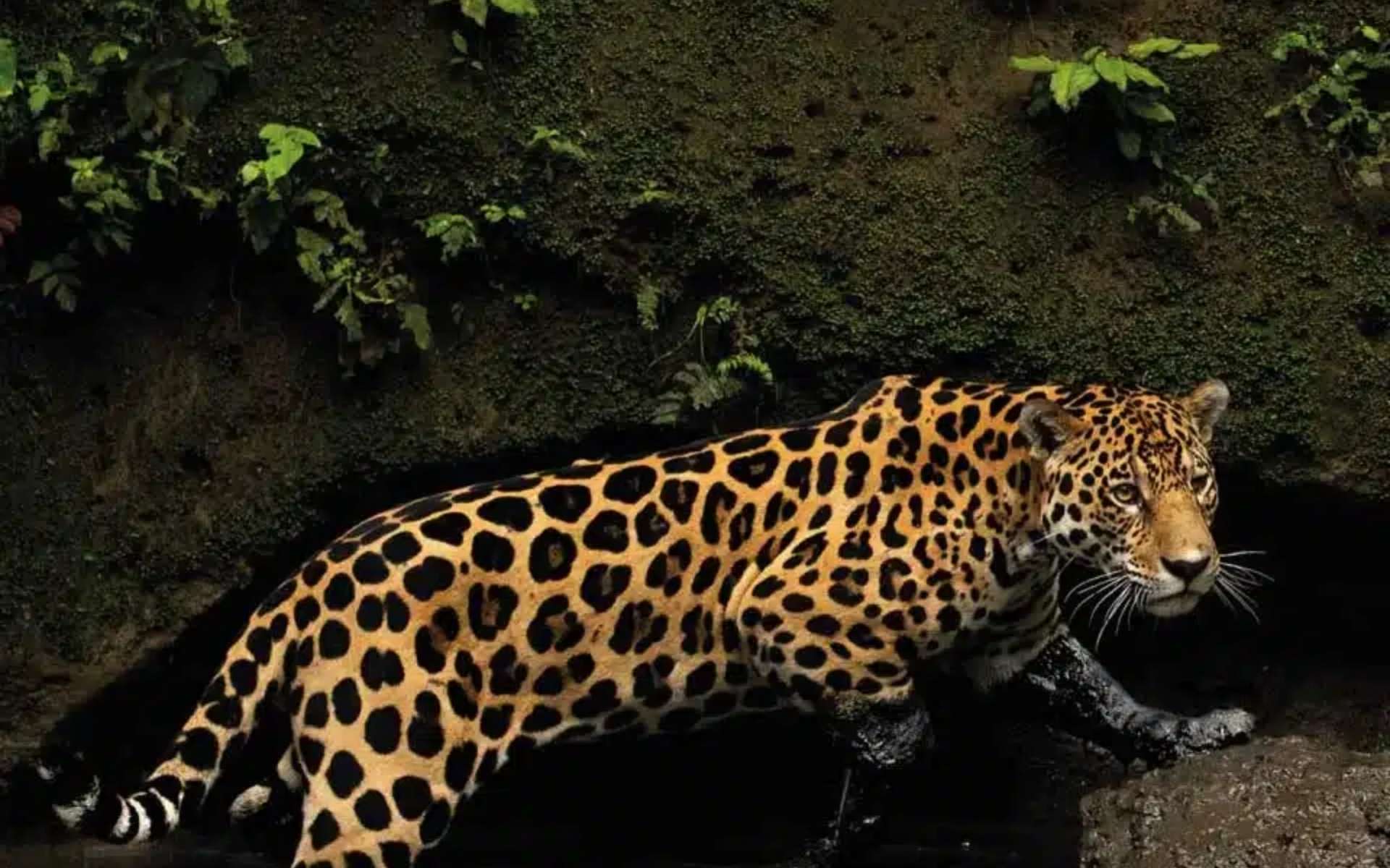 Napo - Wildlife Center