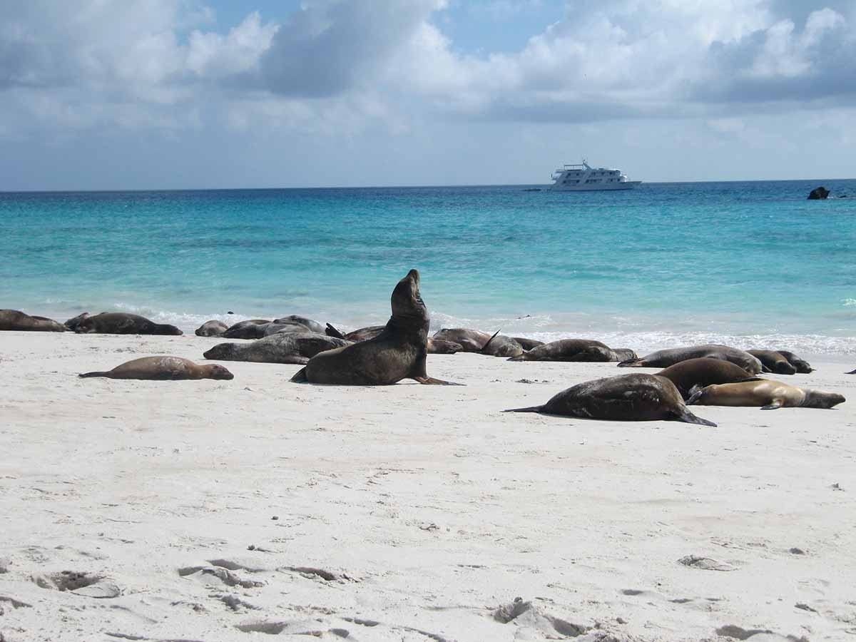 Lobos islands | Galapagos