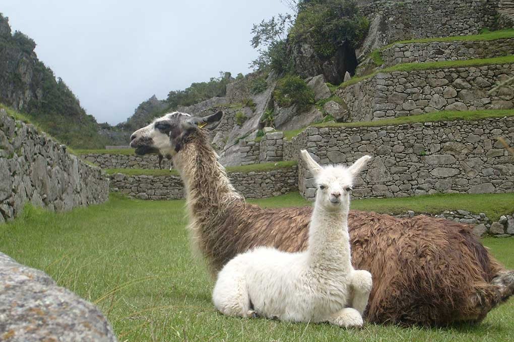 Peru Animals | Alpaca