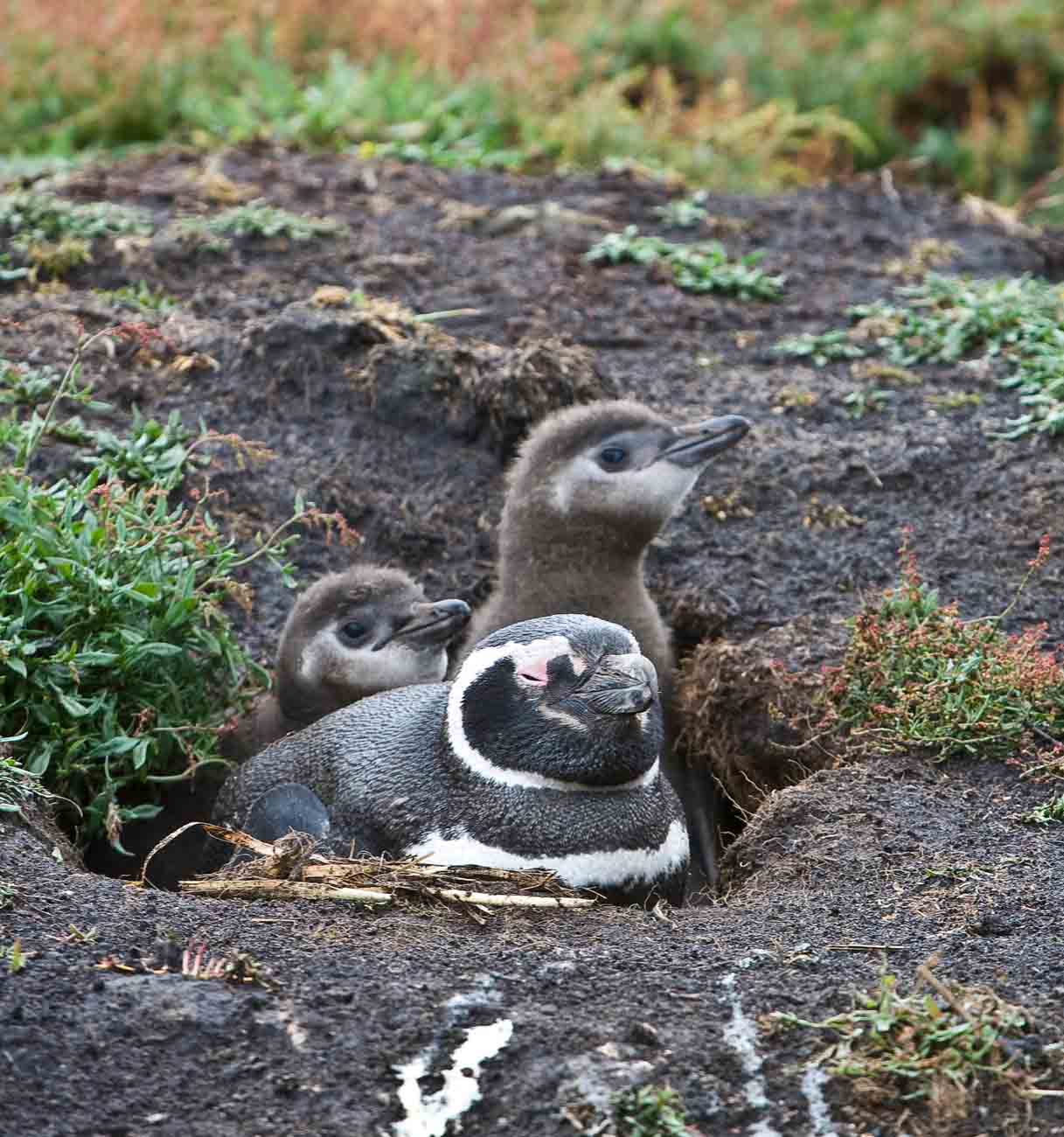 Magellanic penguin family | Falkland Islands