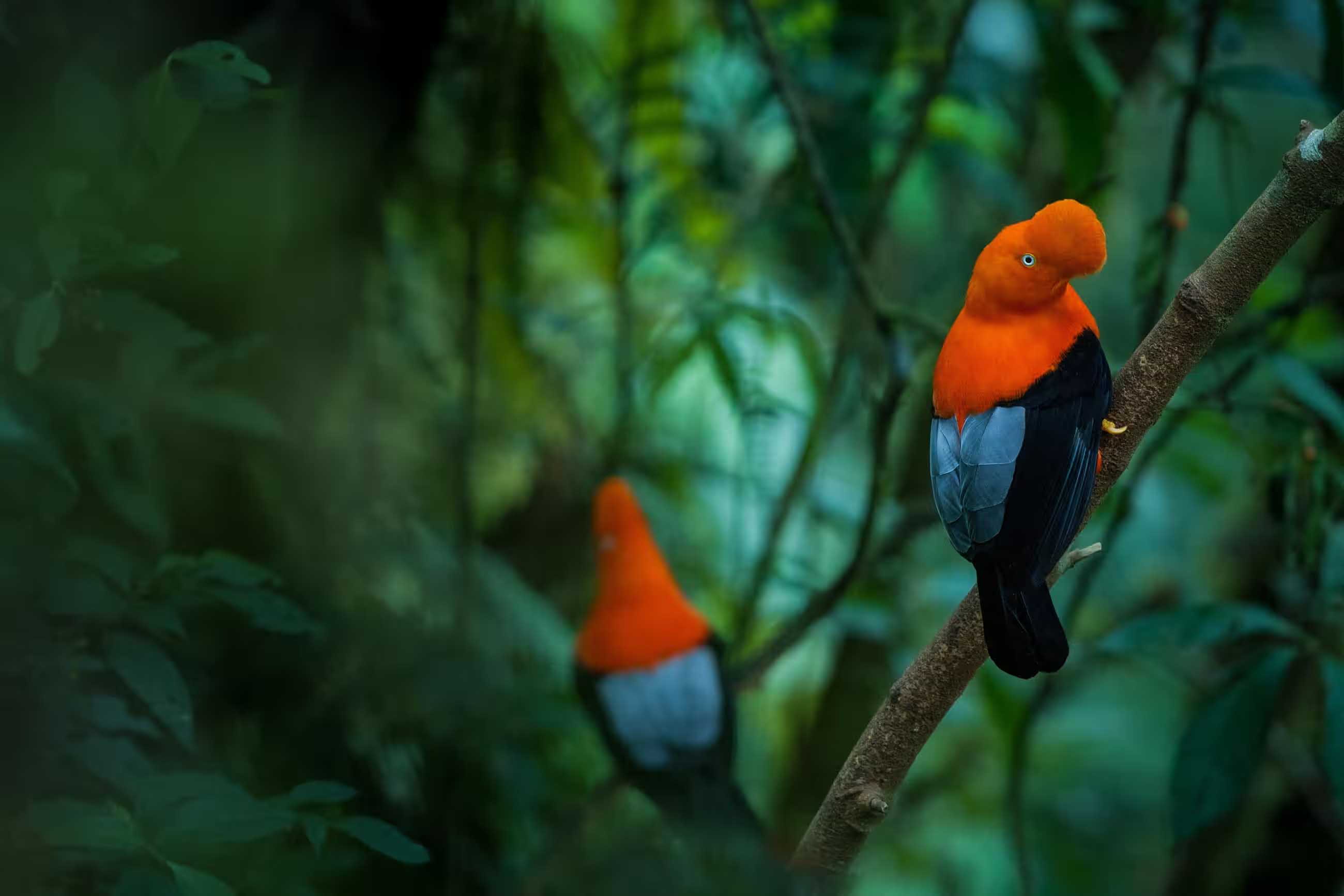 Male Andean cocks-of-the-rock (Rupicola peruvianus)
