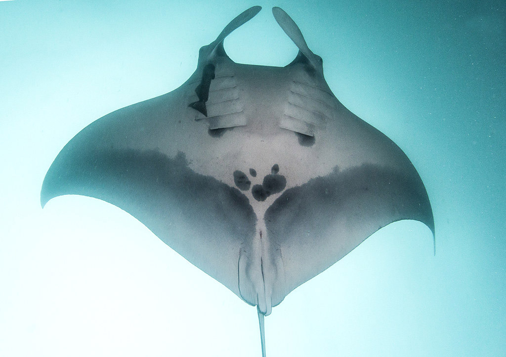 Manta Ray | Ecuador