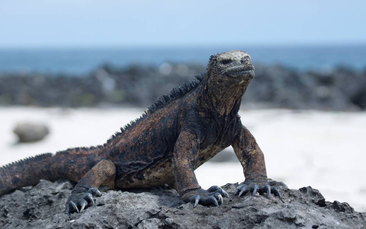 Marine Iguana