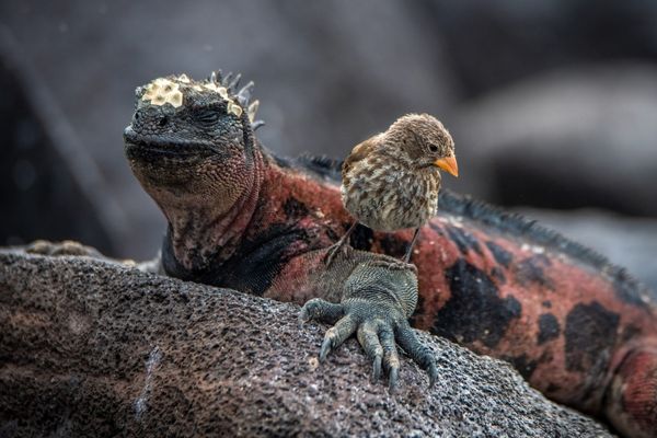 Marine Iguanas | Finch Bay Hotel | Galapagos | Ecuador