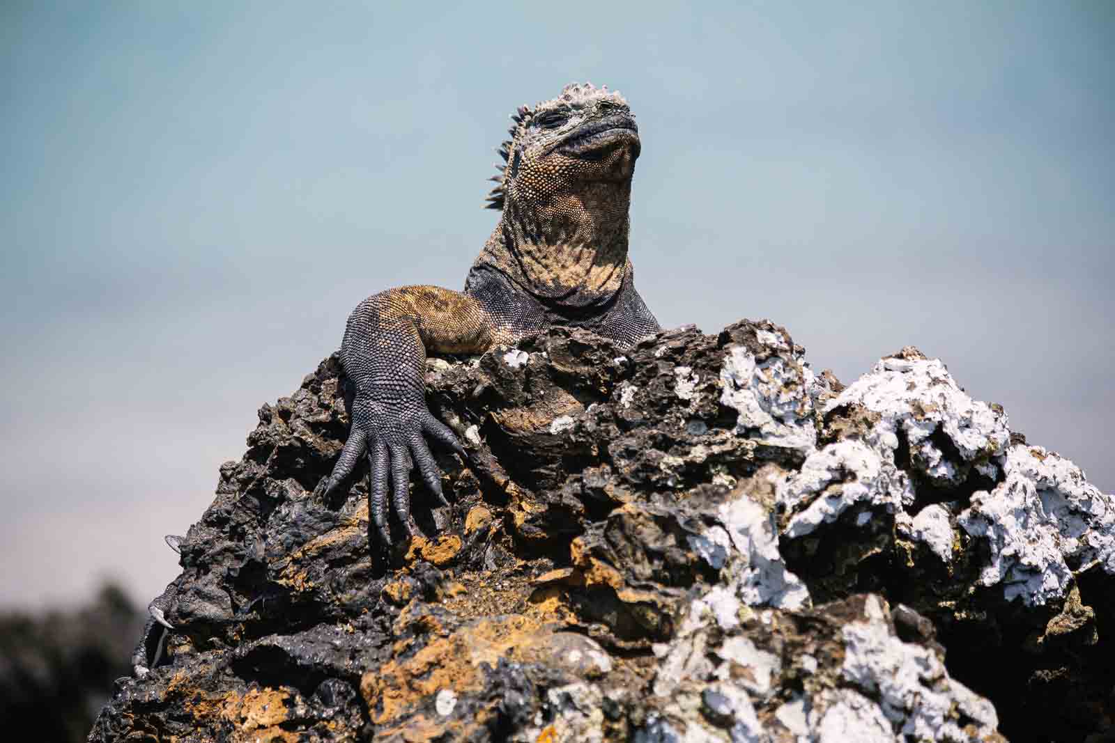 Marine iguana | Las Tintoreras | Isabela Island | Galapagos