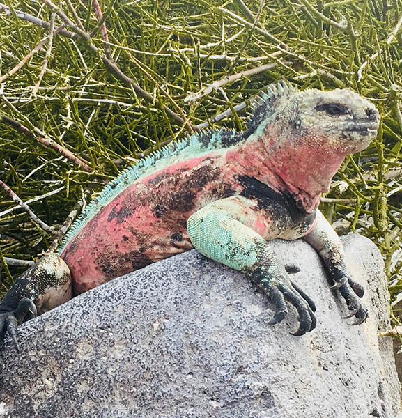 Marine iguana Galapagos islands