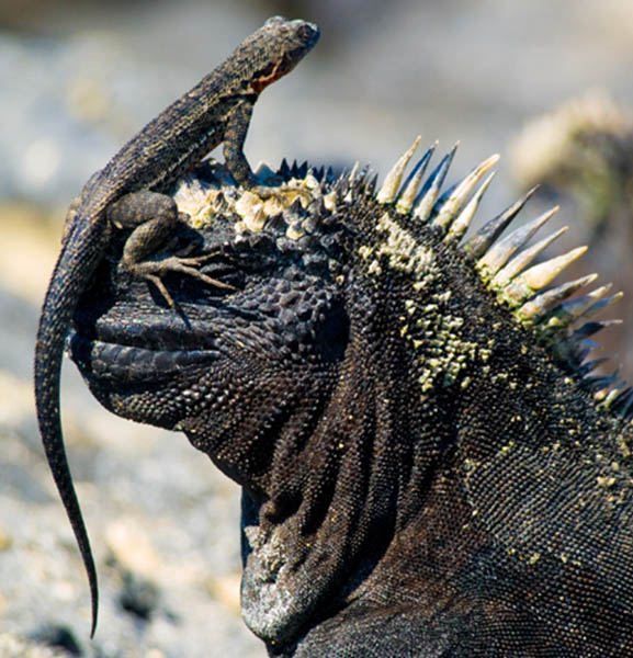 Galapagos islands iguanas