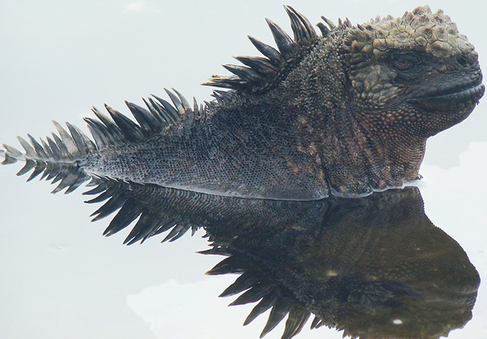 marine Iguana | When is the best time to visit Galapagos