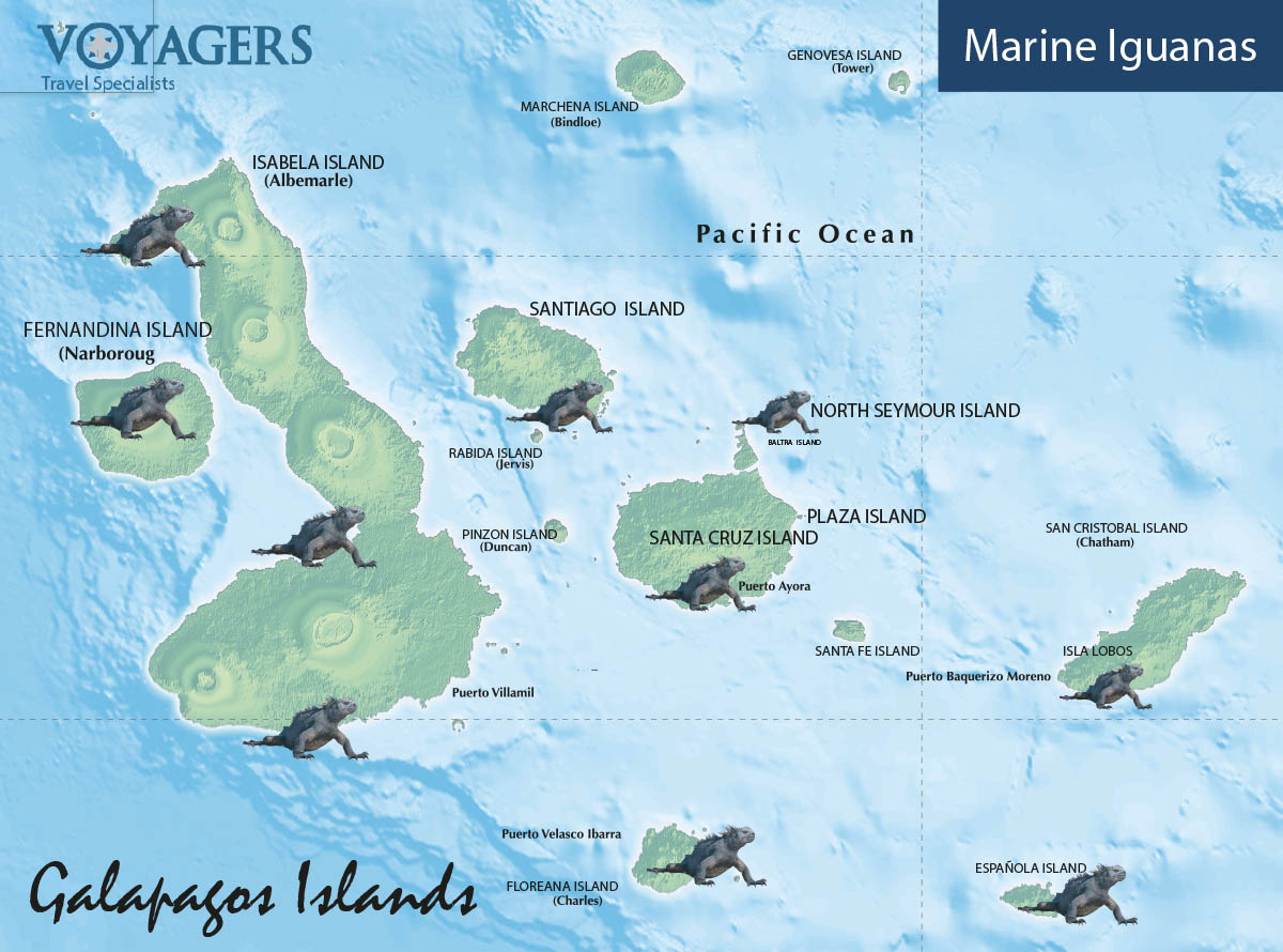 Marine Iguana Galapagos Map