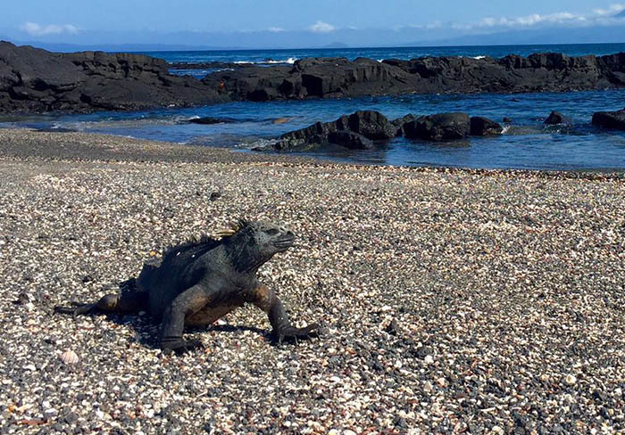 Galapagos marine iguana