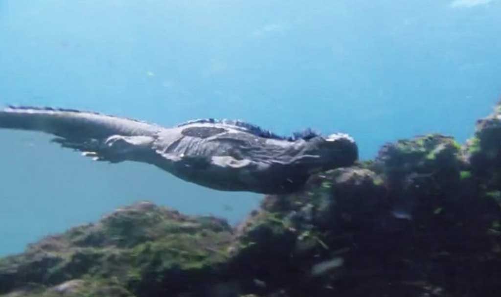 Marine iguanas | Galapagos