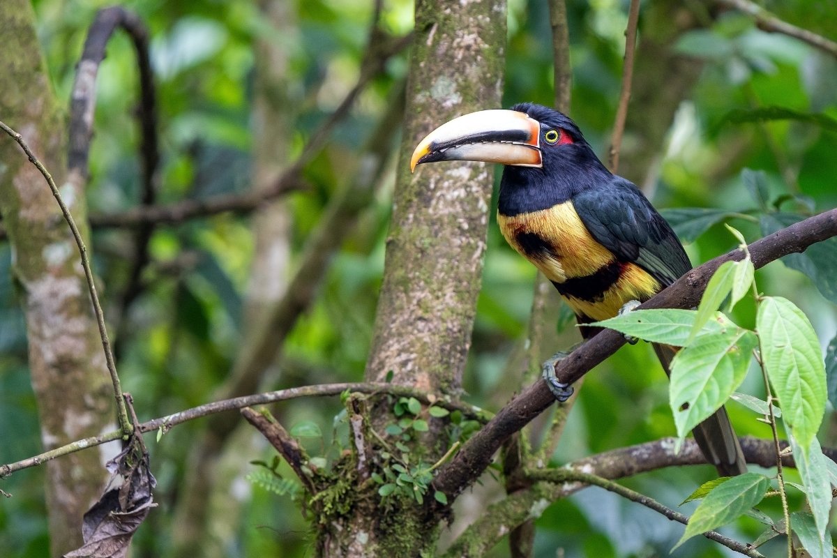 Mindo Cloudforest | Ecuador
