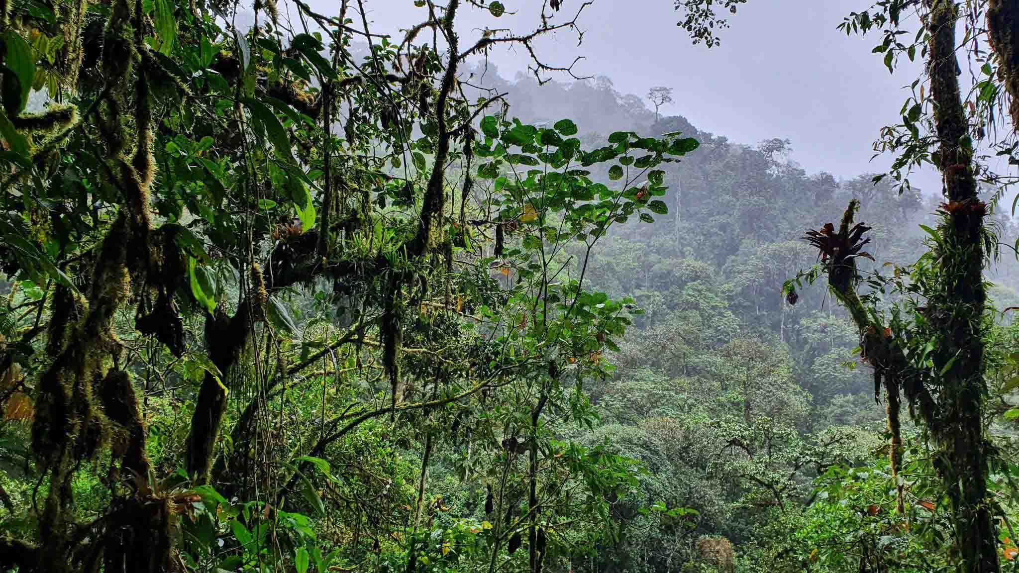 Cloud Forest