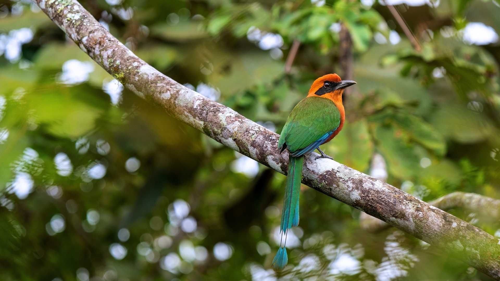 Mindo | Birdlife | Ecuador