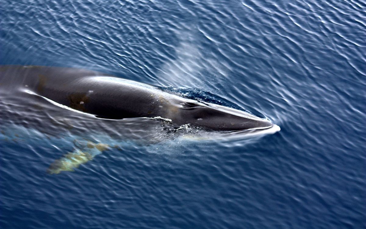 Minke Whale