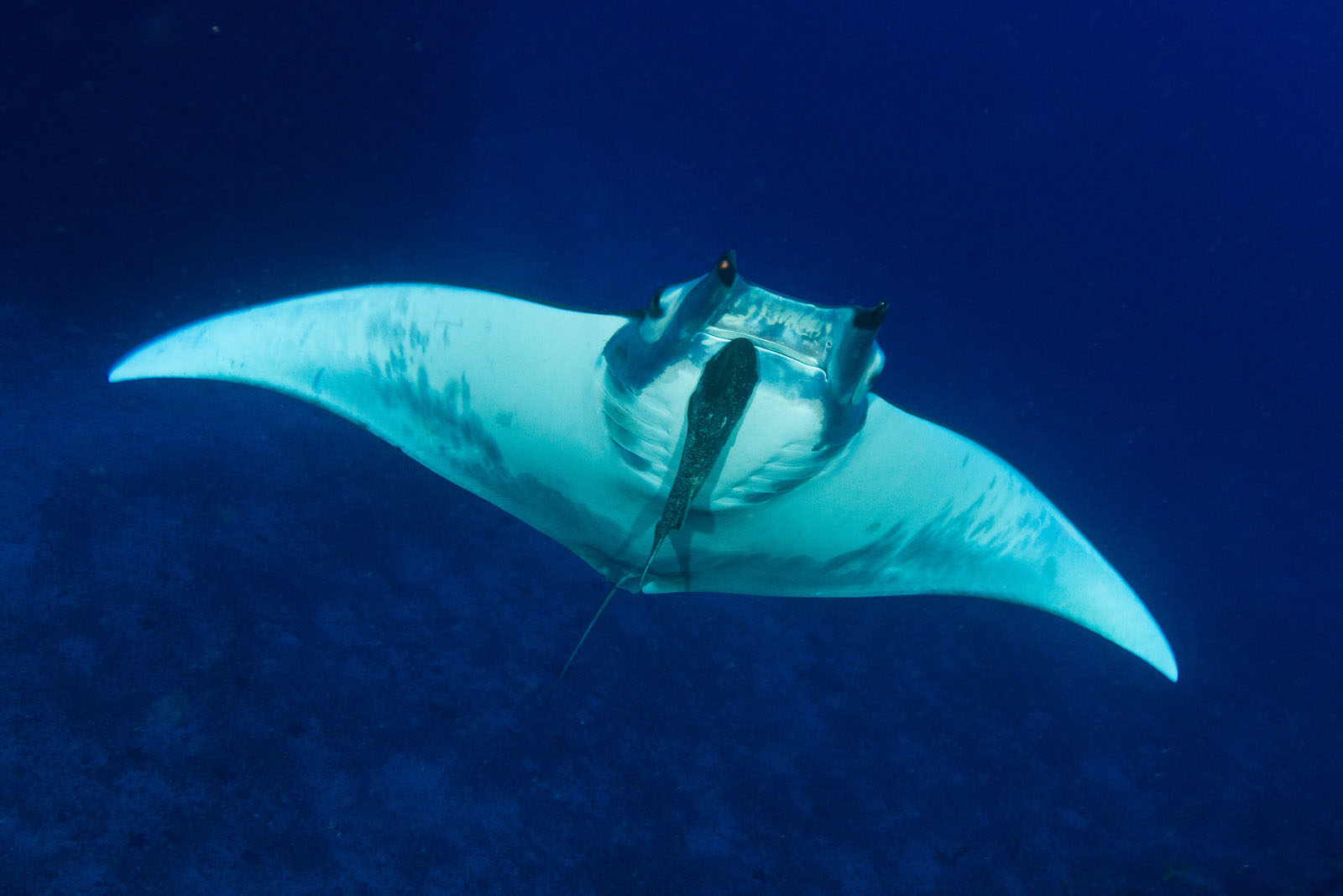 Mobula Ray