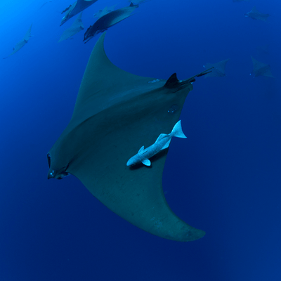 Mobula Rat | Galapagos