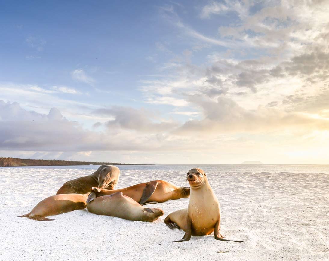 Galapagos sea lions