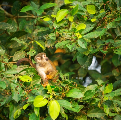 Napo Wildlife Center | Amazon | Ecuador
