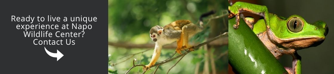 Come and visit Napo Wildlife Center with us