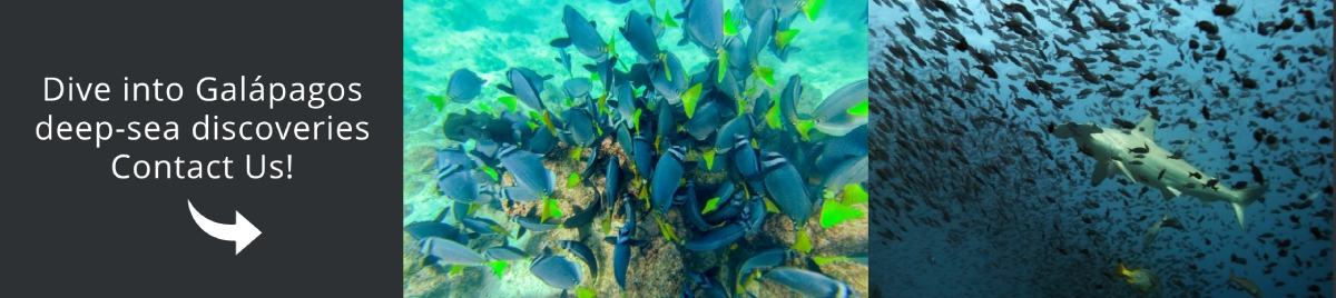 Come and visit Galapagos with us!