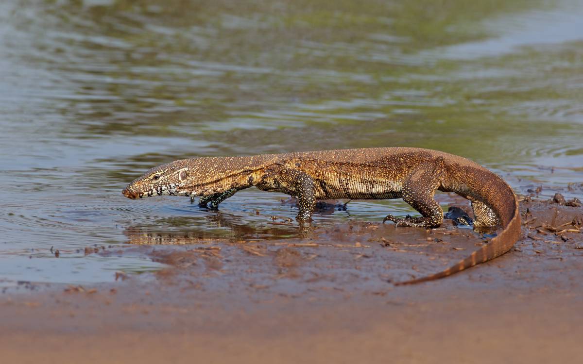 Nile Monitor
