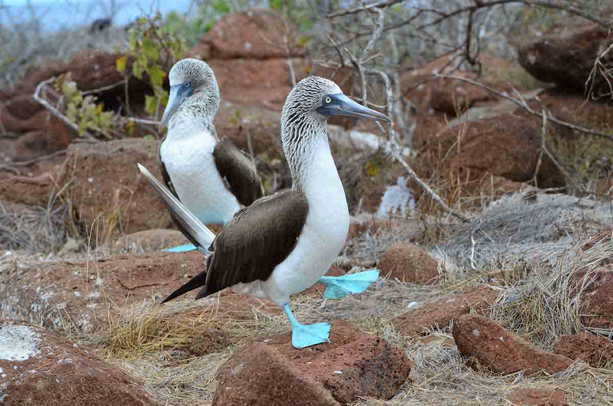 Blue footed boobies | North Seymour Island | Galapagos Islands