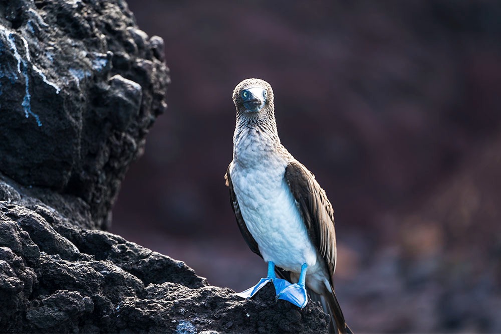 Galapagos blue footed