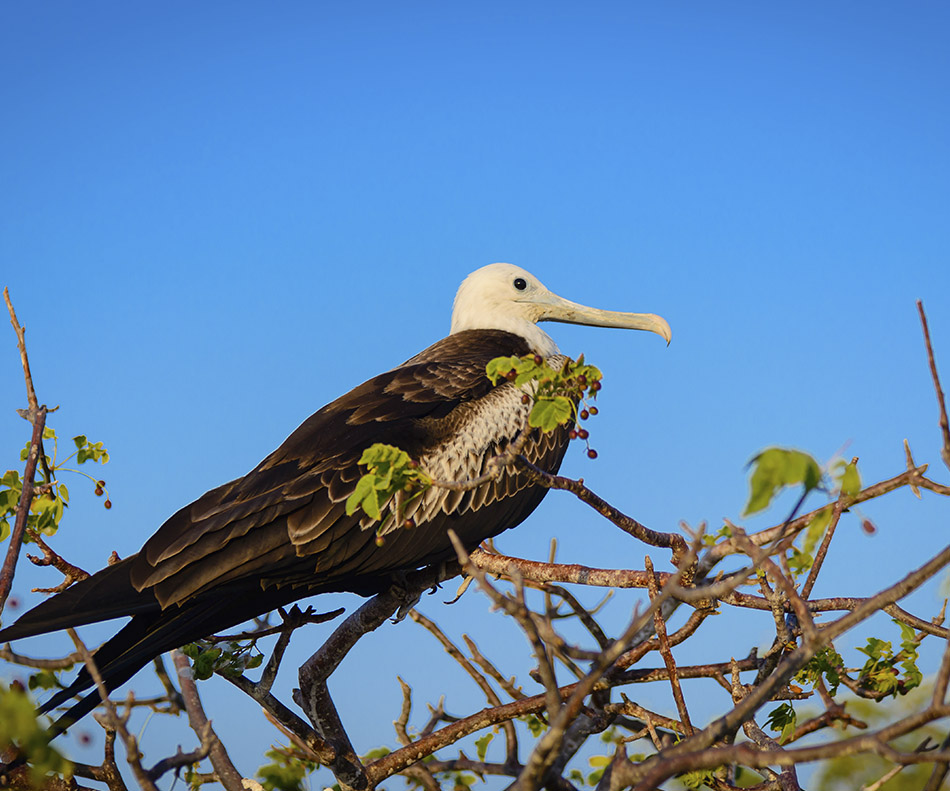 Galapagos cormorant