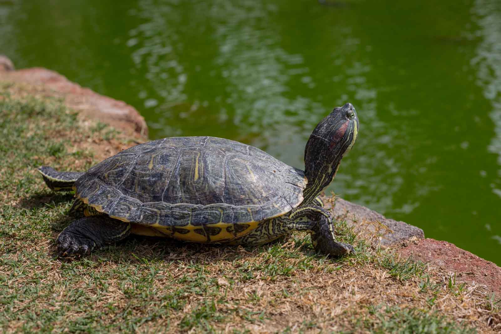 Painter turtle