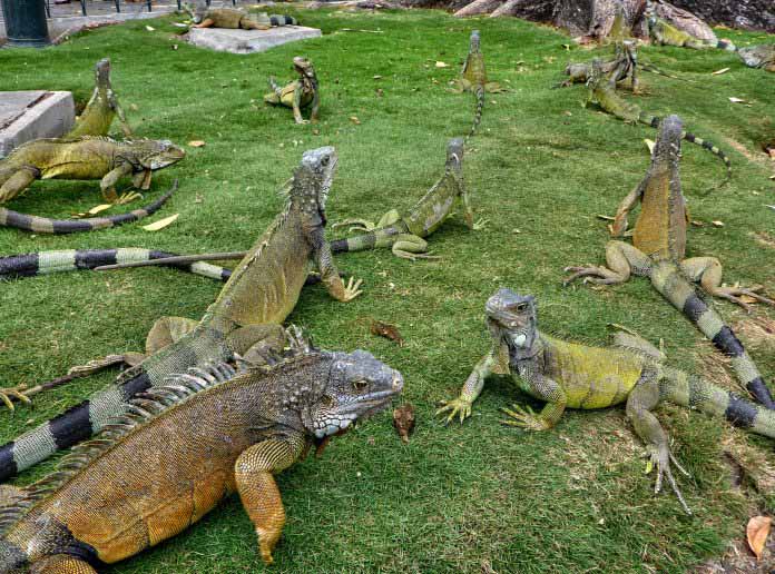 Iguanas park | Guayaquil