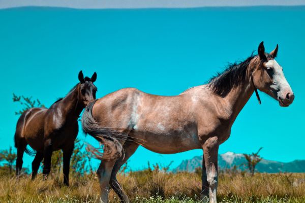 Horses - Torres del Paine - Bruno Altisen