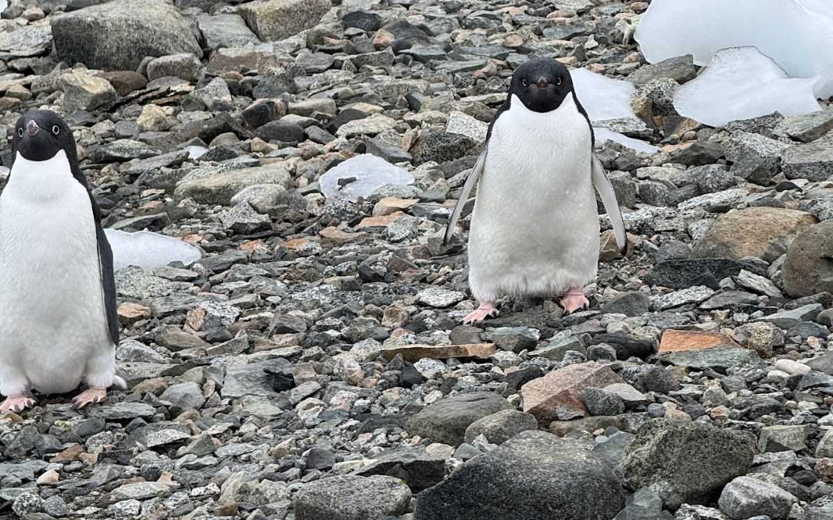 Penguin - Antarctica