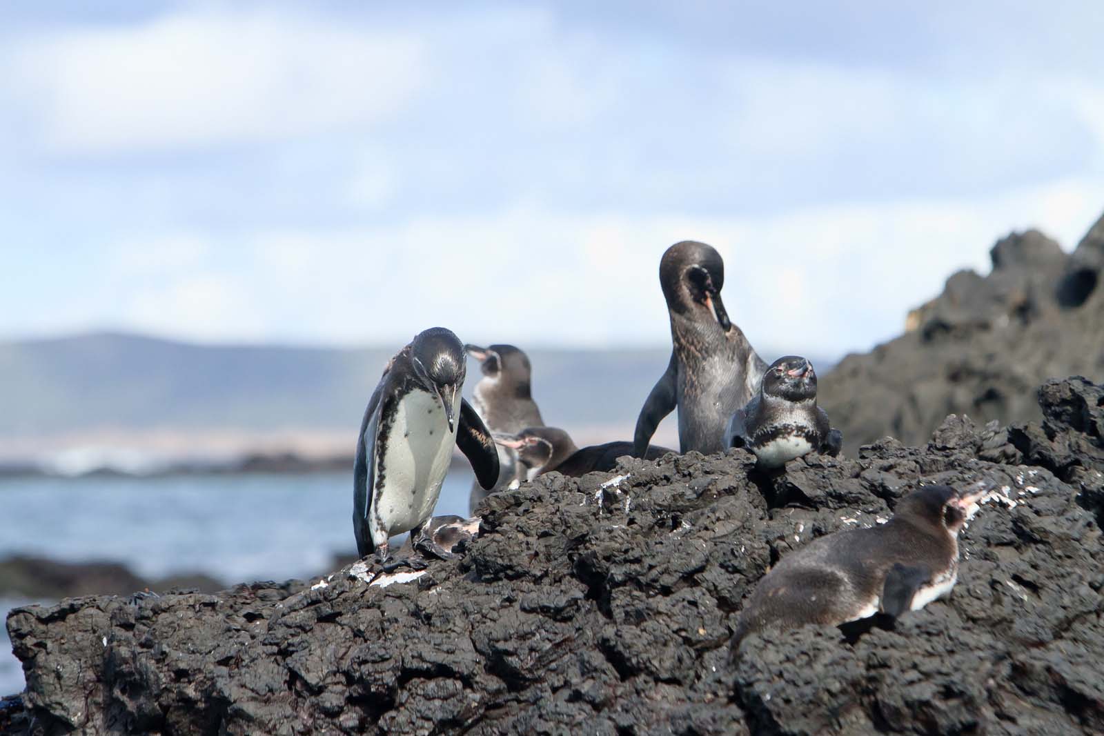 Penguin family - Galapagos Islands