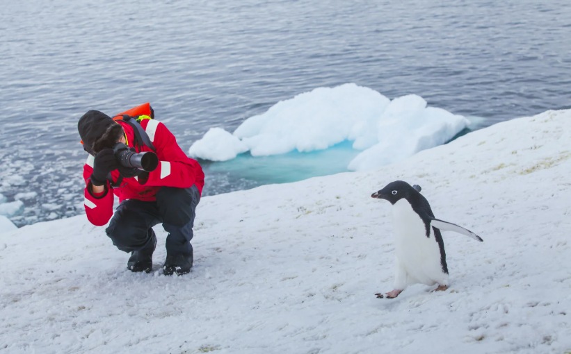 Penguin with passenger | Canva | Getty images  