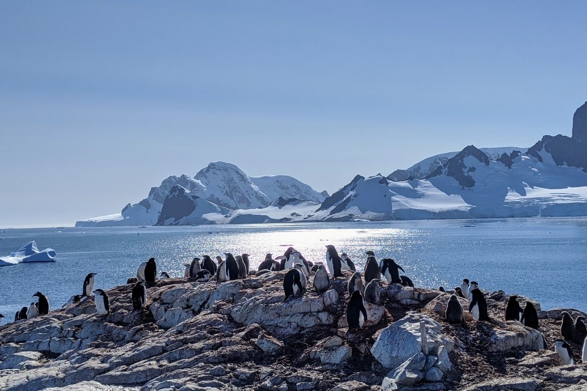 Antarctica | Penguins